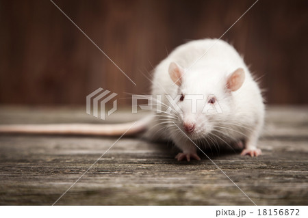 Pet rat closeup 18156872