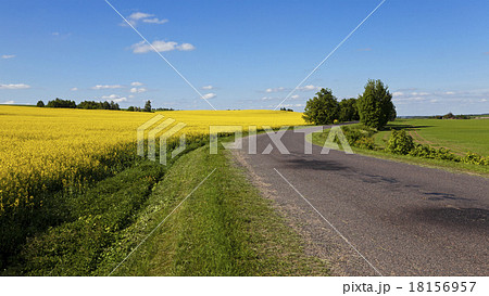 the asphalted road the asphalted road 18156957