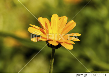 calendula flower  18156961
