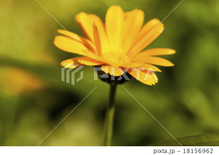 calendula flower   calendula flower   18156962
