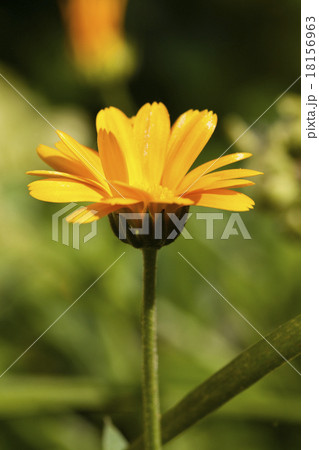 calendula flower   18156963