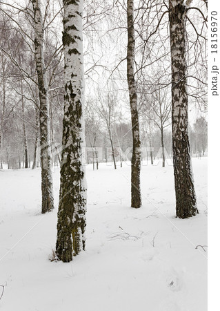 trees in the winter   18156970