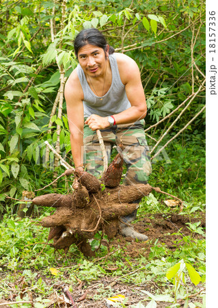 Indigenous Man With Tapioca Roots 18157336