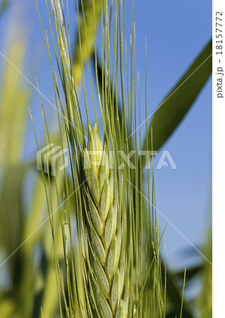 cereals. close up cereals. close up 18157772