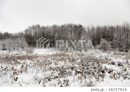 winter forest   18157814