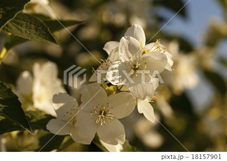 jasmine flower   18157901