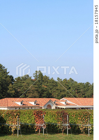 ワイナリーのブドウ畑　秋 18157945