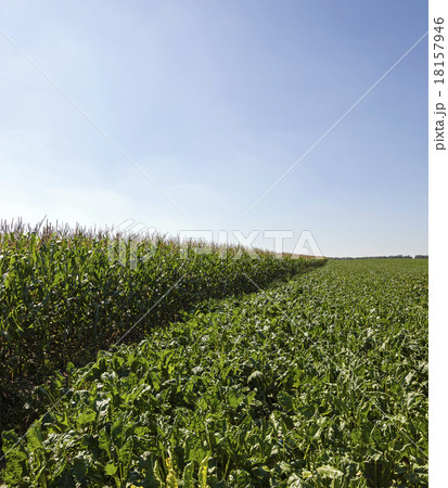 agriculture  18157946