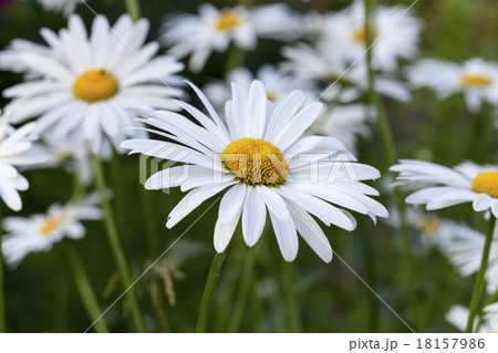 white camomile white camomile 18157986
