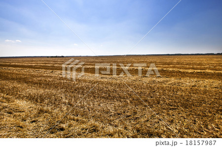 harvest cereals harvest cereals 18157987