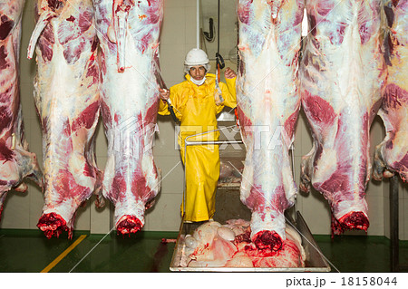 Butcher Standing Between Cattle Carcasses Butcher Standing Between Cattle Carcasses 18158044