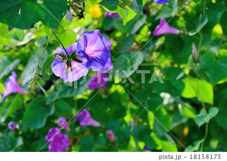 秋に咲く満開の宿根アサガオ 秋に咲く満開の宿根アサガオ 18158175