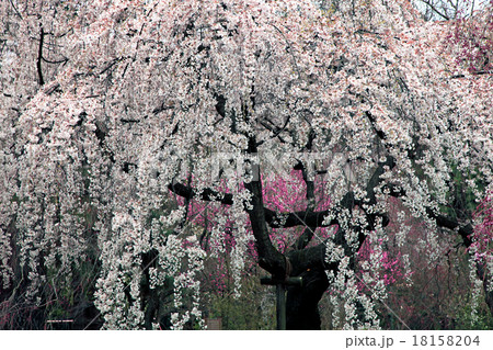 古都の桜001 古都の桜001 18158204