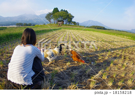 南阿蘇村の田んぼを鶏が二羽駆け回る田舎の風景とそれを見守る飼い主の娘 18158218