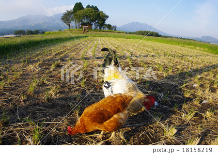 南阿蘇村の田んぼを鶏が二羽駆け回る田舎の風景 18158219