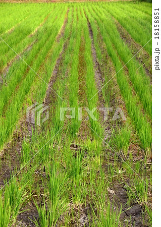 ひこばえの水田風景 18158851