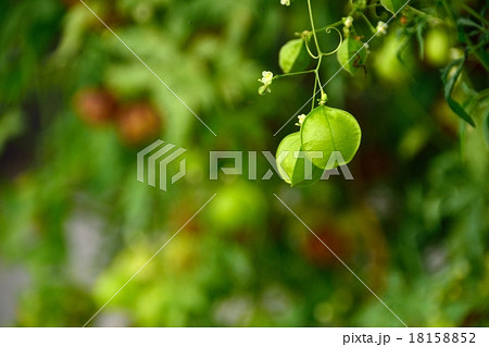 風船蔓のクローズアップ 18158852