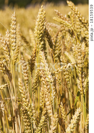 ripened cereals   18159539