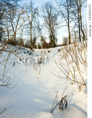 winter forest winter forest 18160345