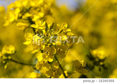 blossoming colza blossoming colza 18160368