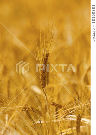 mature wheat  18160381