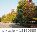 広場と浅い紅葉 18160685