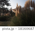 ススキ 18160687