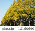 メタセコイア並木 18160690