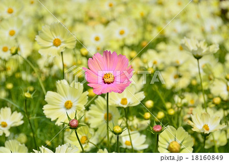 黄色いコスモス畑に咲く一輪のコスモス 18160849