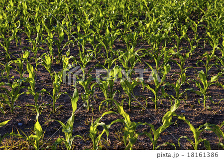 green corn   18161386