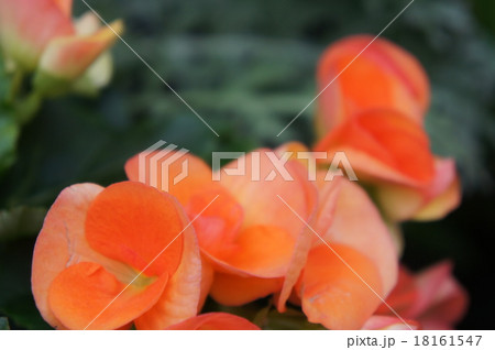 ベゴニア ベゴニア 18161547