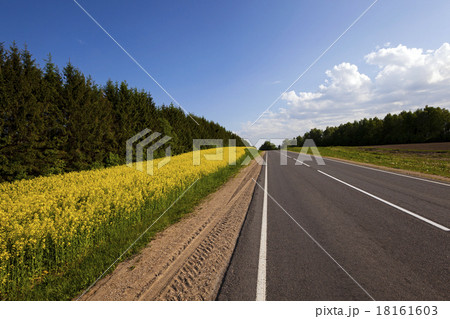 the asphalted road the asphalted road 18161603
