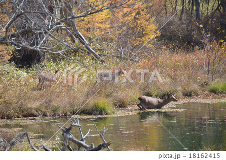 ニホンジカの群れ（奥日光･戦場ヶ原／栃木県日光市） 18162415