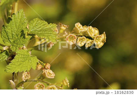 blossoming of blackcurrant blossoming of blackcurrant 18162830