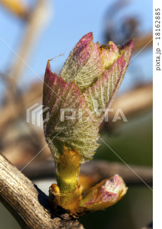 grapes sprout   grapes sprout   18162885