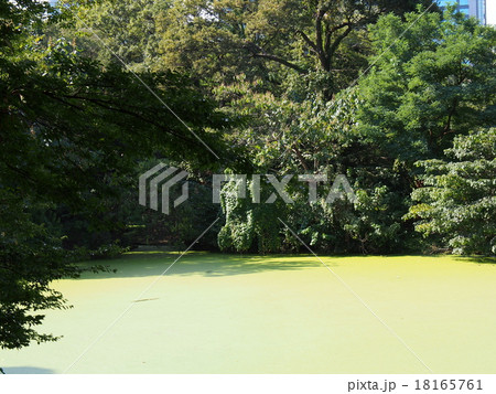東京　浜離宮恩賜庭園　庚申堂鴨場 18165761