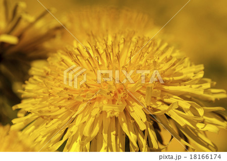 dandelions dandelions 18166174
