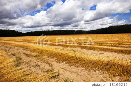 flax harvest   18166212