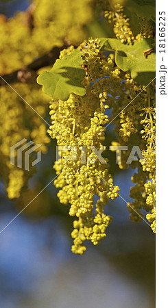 oak flower   18166225