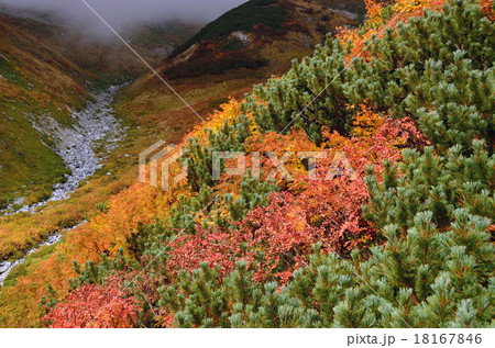 雷鳥坂の草紅葉 雷鳥坂の草紅葉 18167846
