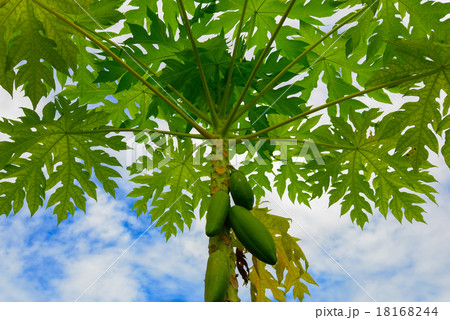 Papaya tree with blue sky Papaya tree with blue sky 18168244