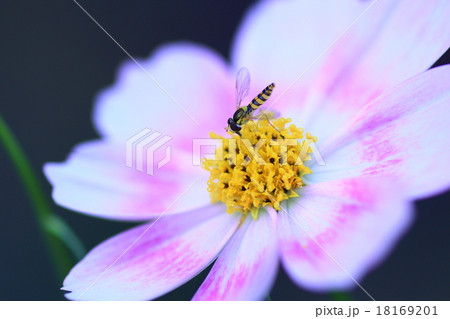 コスモスと小さなヒメヒラタアブ 18169201