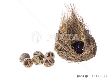 Quail eggs and nest isolated on white background Quail eggs and nest isolated on white background 18170055