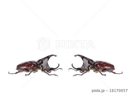 Close up male fighting beetle (rhinoceros beetle) isolated on wh Close up male fighting beetle (rhinoceros beetle) isolated on wh 18170057