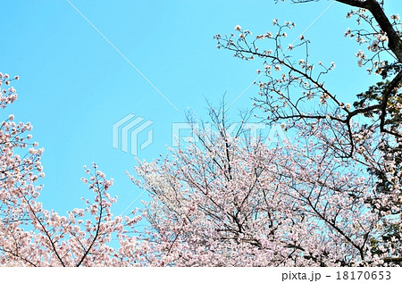 桜 二条城にて 桜 二条城にて 18170653