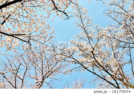 桜 二条城にて 桜 二条城にて 18170654