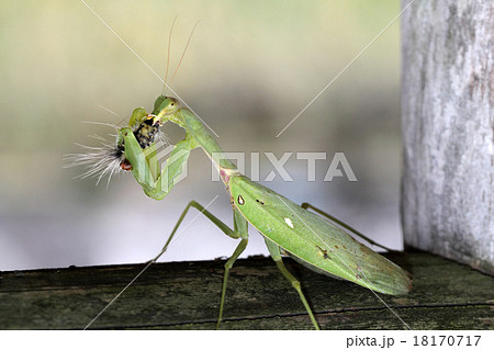 エサを食べるカマキリの写真素材