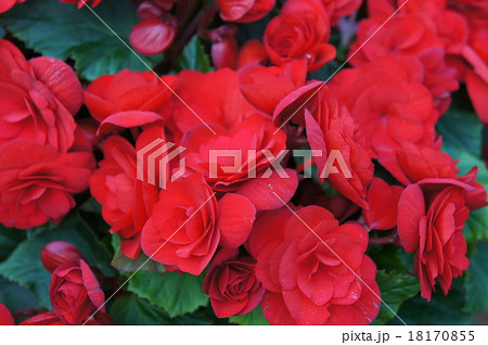 ベゴニア ベゴニア 18170855