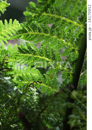 ディクソニアの葉 18170952