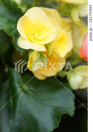 ベゴニア ベゴニア 18170995